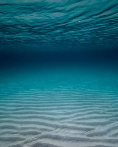 istock Vertical shot of an idyllic underwater landscape 1442686551