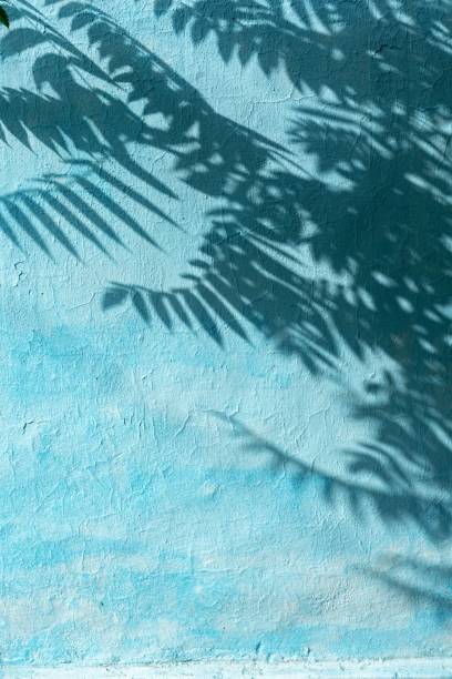 istock Vertical shot of tree branch shadows on a blue wall 1442686885