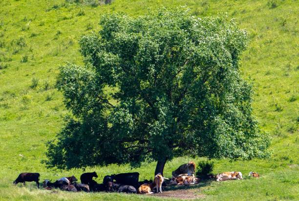 istock Many cows sitting in the shade of a tree 1442686934