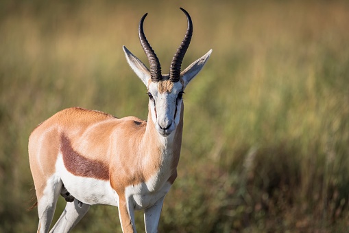 A beautiful shot of Springbok at Pilansberg Nature Reserve