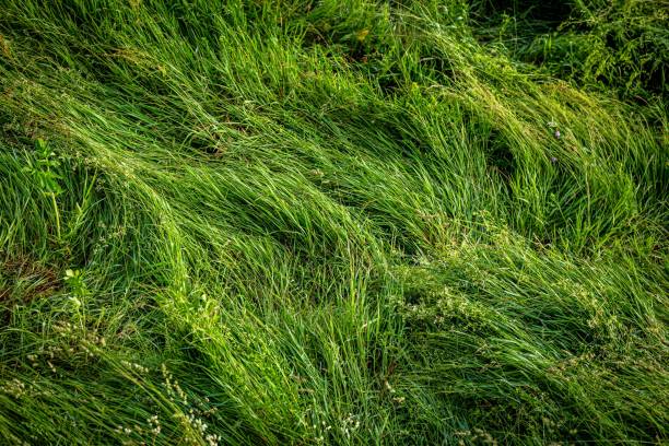 istock Background of a thick green grass under sunlight on wind 1442687118