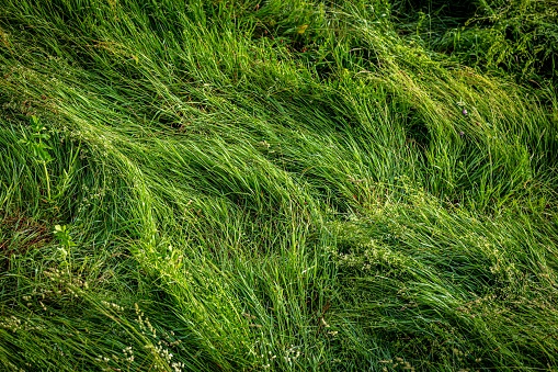 Green juicy grass with raindrops. Natural background. Rain drop concept