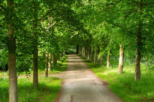 istock Long walking trail through a bright green forest 1442687489