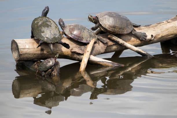 istock Group of three turtles sunbathing on the tree trunk near a pond 1442688362