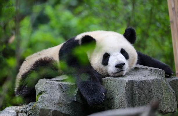 nahaufnahme eines entzückenden pandas, der auf einem großen felsen im wald liegt - panda stock-fotos und bilder