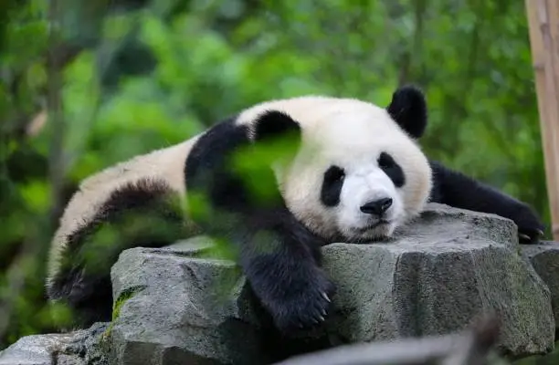 A closeup of an adorable panda lying on a big rock in the forest