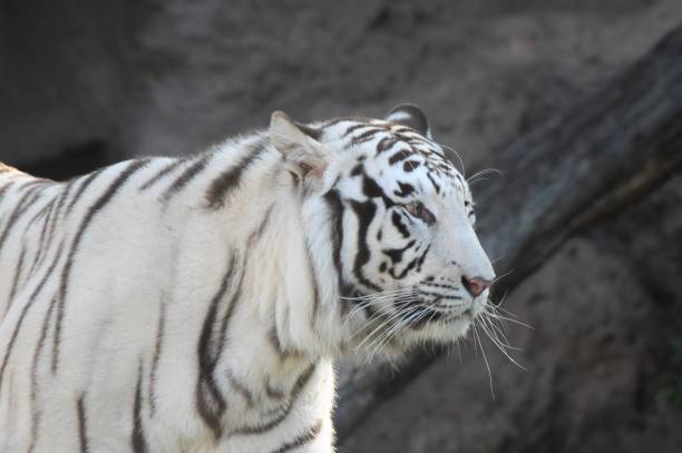 istock Black and White Striped Tiger , digital image 1442688655