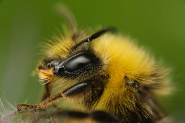 istock Closeup of a bumblebee on a blurred green background 1442689093