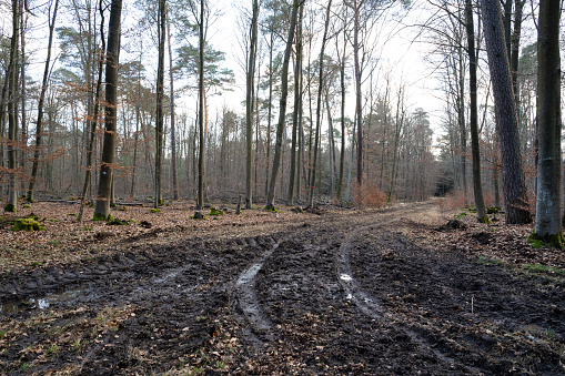 Wet and muddy path in the forest with tractor tracks in autumn