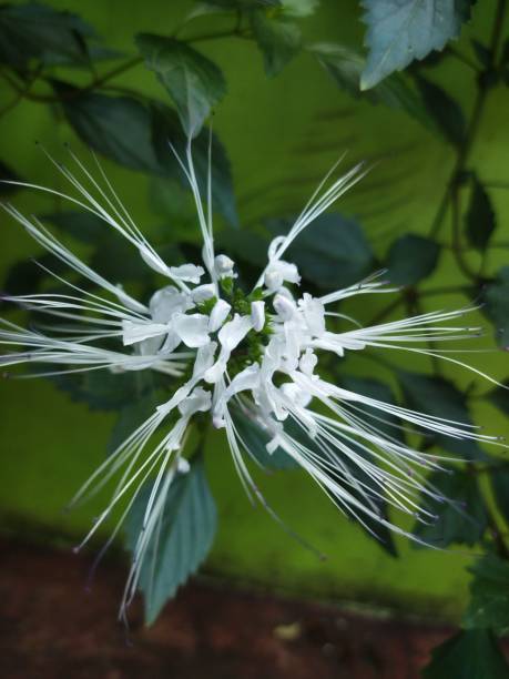 Vertical shot of orthosiphon aristatus flowering plant growing in the garden A vertical shot of orthosiphon aristatus flowering plant growing in the garden orthosiphon aristatus stock pictures, royalty-free photos & images