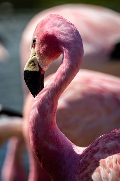 istock Vertical shot of a flamingo 1442690210