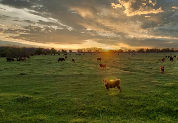 istock Cow grazing in the field while the sun goes down on the horizon. 1442690470
