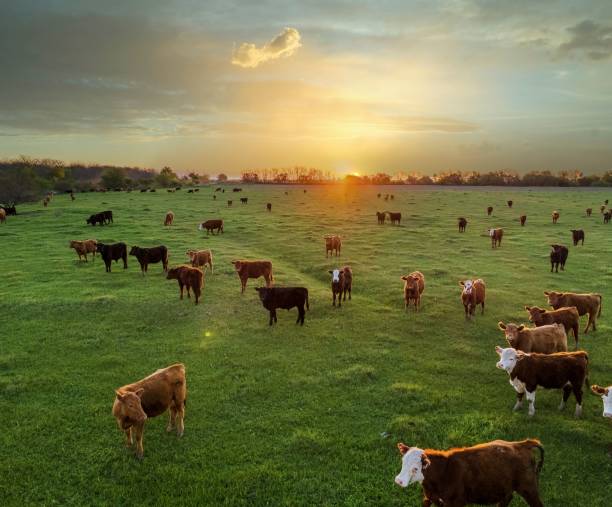 istock The sun sets on the horizon as cattle graze in the field. 1442690471