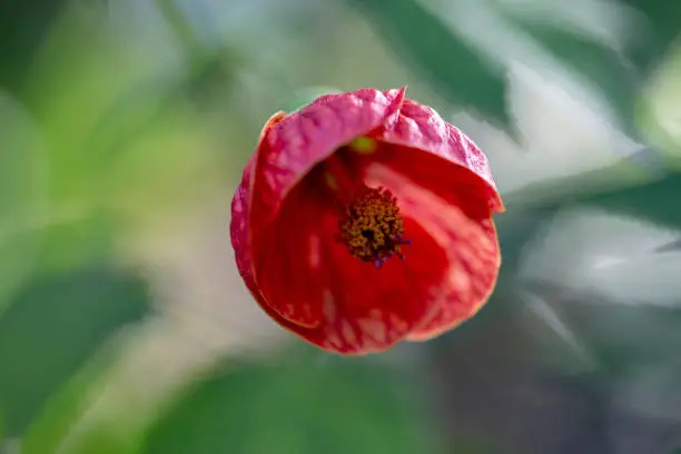 Close up photo of Abutilon pictum flower and blurred background.