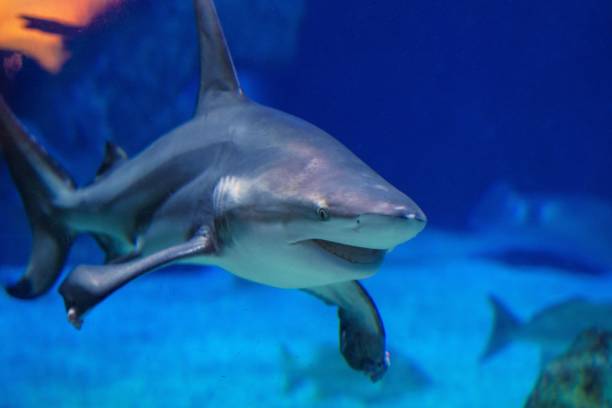 istock Great white shark swimming underwater 1442690770