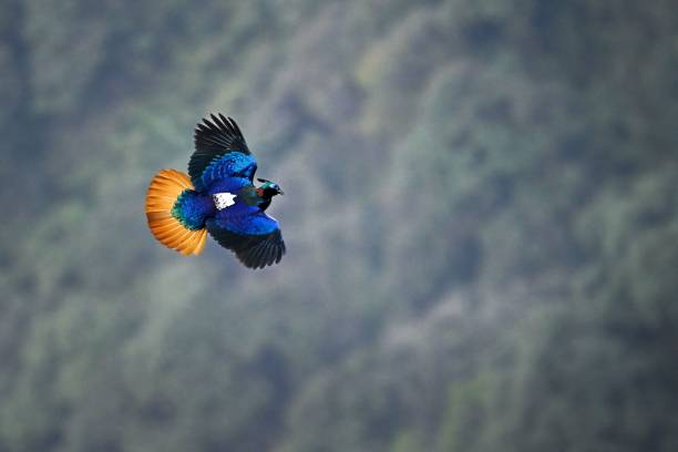 istock Selective of a Himalayan monal (Lophophorus impejanus) in flight 1442691063
