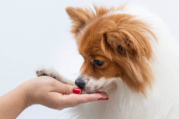 istock Woman giving a spitz u-shaped snack isolated on a white background 1442691920