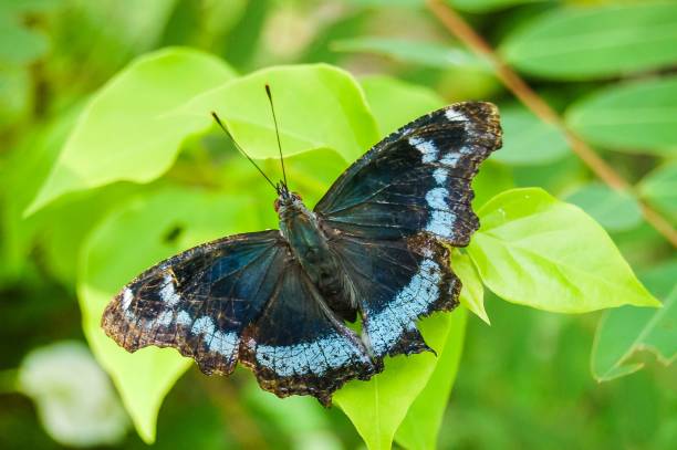istock Big Tropical Butterfly , digital photo image 1442691950