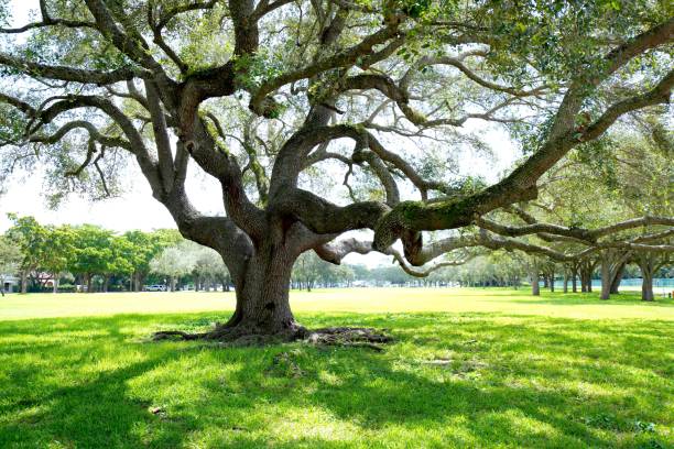 istock Tree at Park in Coral Gables Florida 1442692202