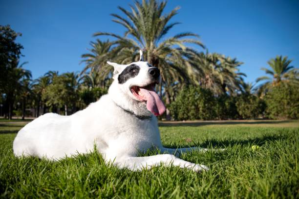 A low-angle of a white Swiss shepherd mixed with an English pointer sitting on the grass with palms background
