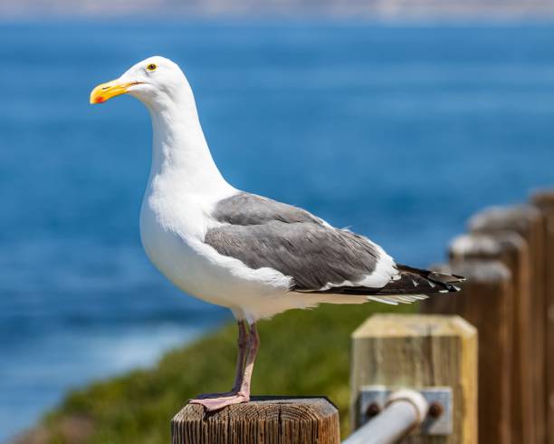 istock Seagull bird perching on the fence 1442693016
