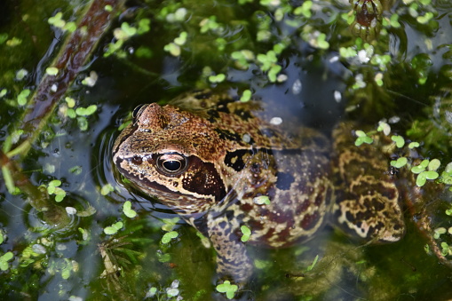 Common frog sun lit in water Hampshire England