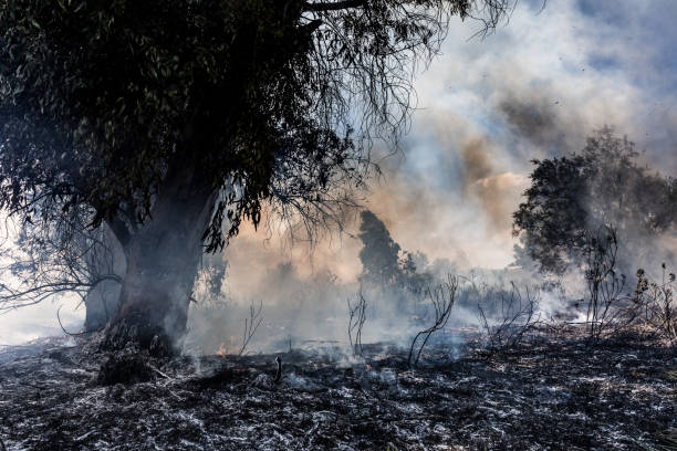 istock Smoky trees in the burning forest 1442693167