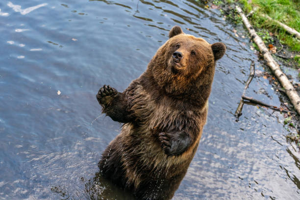 istock Brown bear standing on its hind legs in a pond 1442693637