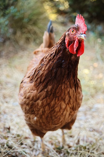 A closeup vertical of a Rhode Island Red hen in a yard.