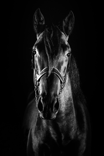 Two horses looking down. White background. Empty space between. Equestrian theme.