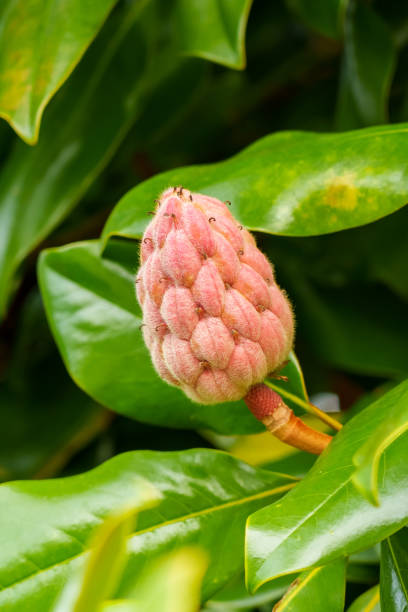 istock Flower bud on a tree branch. Sweetbay magnolia 1442695067