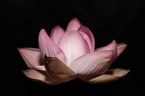 A close up shot of a blooming Pink lotus flower, a symbol of purity, enlightenment, self-regeneration and rebirth, contrasted by the black background