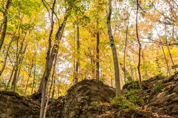 istock Autumn trees in the forest 1442695391