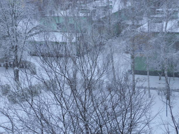 istock Snow-covered trees in a snowstorm in the city 1442695496