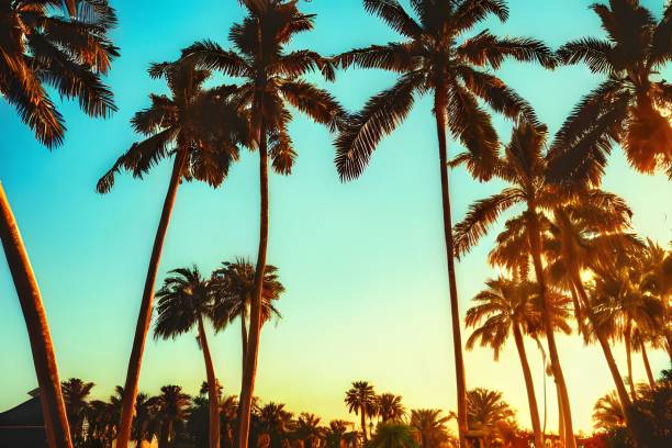 istock Scenic shot of palm trees during sunset 1442695908