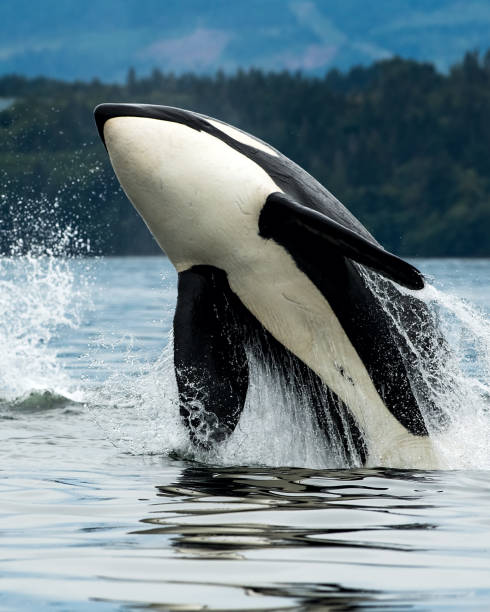 baleia orca de bigg saltando do mar em cowichan bay, ilha de vancouver, bc canadá - vertical color image vancouver sea - fotografias e filmes do acervo