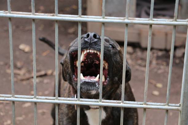pitbull effrayant avec de gros crocs; un chien enragé derrière la clôture métallique - agression photos et images de collection