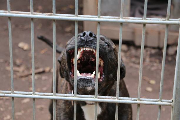 Scary pitbull with big fangs; a rabid dog behind the metal fence A scary pitbull with big fangs; a rabid dog behind the metal fence pit bull terrier stock pictures, royalty-free photos & images