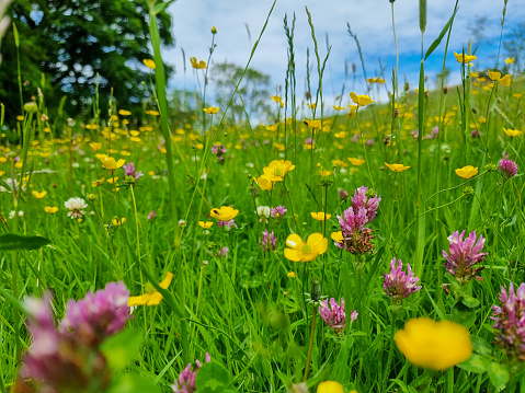 Un bonito prado de flores silvestres inglesas con flores rosadas y amarillas photo