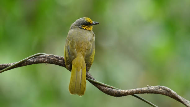 istock Perched on a vine, Stripe-throated Bulbul, Pycnonotus finlaysoni 1442696328