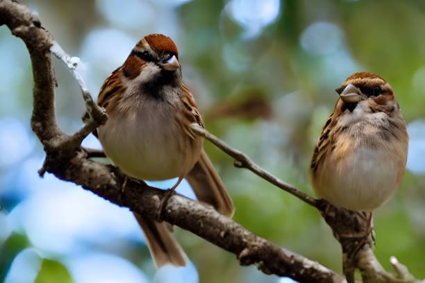 istock Selective focus shot of house sparrows (passer domesticus) perched on tree 1442696474