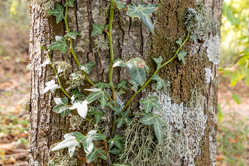 ivy climbing up the trunk of an oak tree