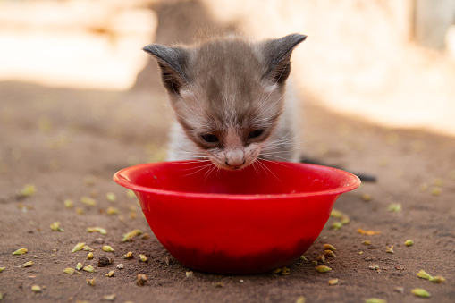 Closeup of an adorable furry kitten eating food from the plastic bowl on the groun