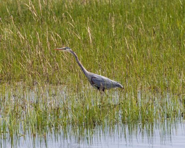 istock Great lue heron walking by the pond 1442697245
