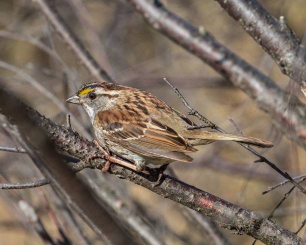 istock White-throated sparrow bird in its natural habitat 1442697262