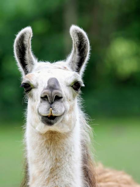 Funny Lama Alpaca on the Farm