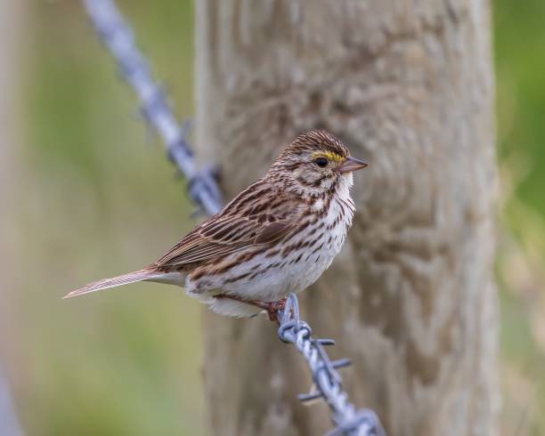 closeup shot of a savanna sparrow perched on barbed wire - passerculus sandwichensis - passerculus sandwichensis imagens e fotografias de stock