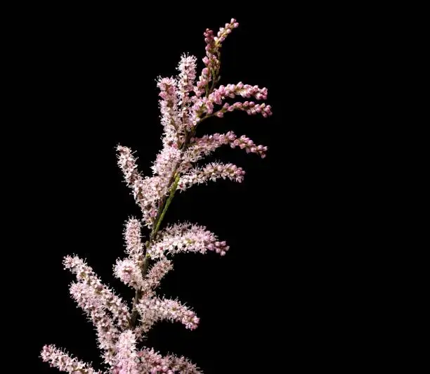 Smallflower Tamarisk tree or Tamarix parviflora with pink flowers, Tamarix gallica, French tamarisk
