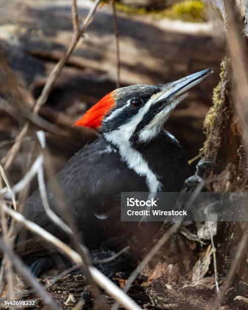 Closeup Shot Of A Pileated Woodpecker Dryocopus Pileatus Stock Photo - Download Image Now