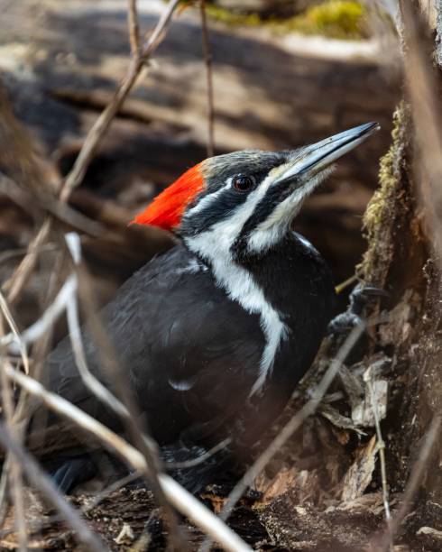close up de um pica-pau empilhado - dryocopus pileatus - pileated woodpecker animal beak bird - fotografias e filmes do acervo